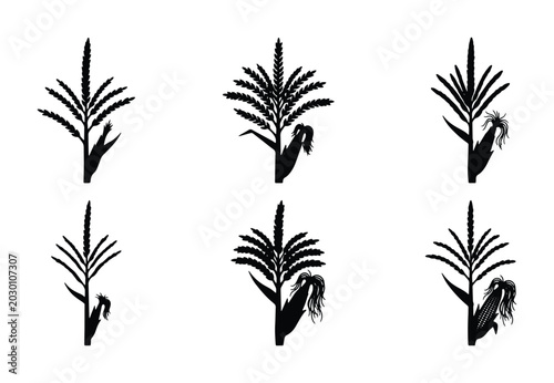 Εκτύπωση καμβά Corn Stalk Icons, Maize Plant Silhouettes, Agricultural Harvest Vector Graphics,