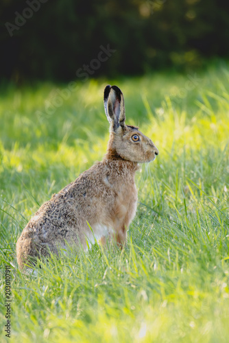 rabbit in the grass