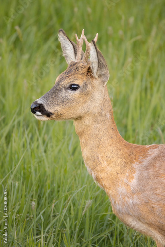Roe deer on Grass