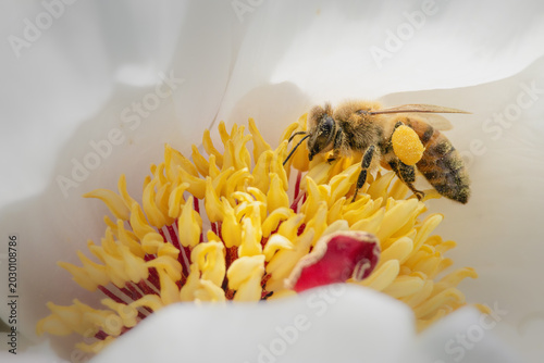 bee on a flower
