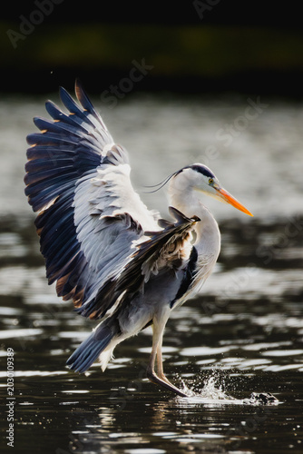 Grey heron