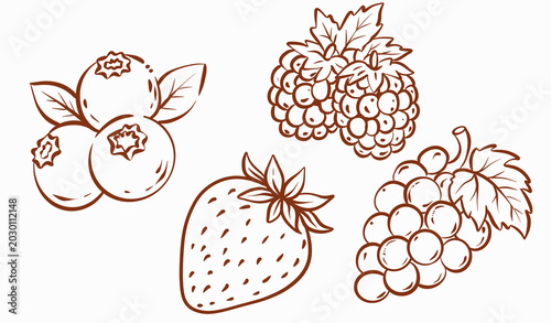 Bild auf Leinwand Fruit sketches showing blueberries, blackberries, strawberries, and grapes on a