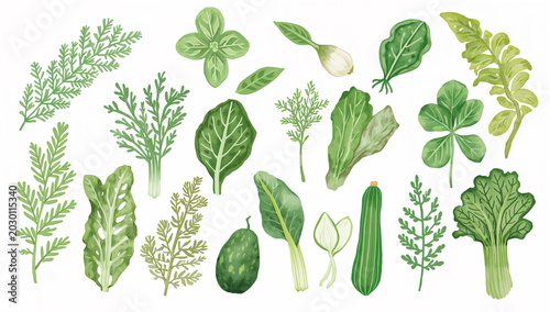 白背景に葉物野菜とハーブを軽やかに集めた手描きイラスト