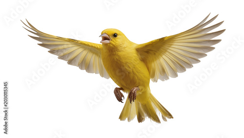 Bild auf Leinwand Isolated vibrant yellow canary bird flying in graceful motion with wings spread