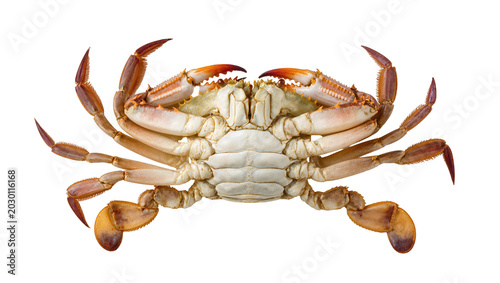 Foto Isolated fresh raw or cooked whole crab showing its detailed underside view, a delicious seafood delicacy