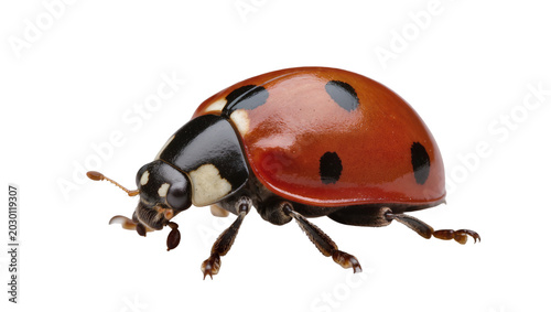 Tableau sur toile Isolated ladybird with vibrant red shell and distinct black spots, high-quality