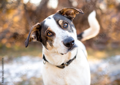 Foto A mixed breed dog listening with a head tilt