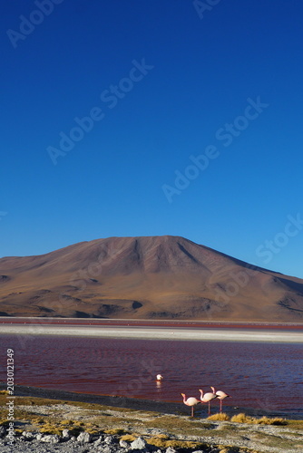 Pink flamingos standing on the shore of the spectacular Laguna Colorada red lagoon with a volcanic mountain under a deep blue sky, an exotic adventure travel destination in the Bolivian Altiplano.