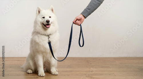 White Samoyed dog sitting on a wooden floor while an owner holds its blue leash. Happy fluffy pet ready for a walk. Copy space for text