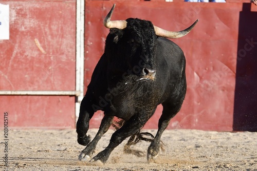 bull on the road
