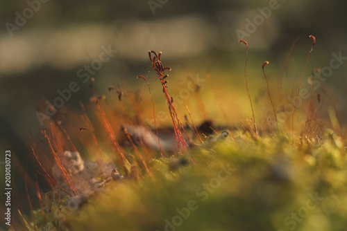 Obraz na płótnie Macro close-up of Ceratodon purpureus moss sporophytes with red setae and capsul