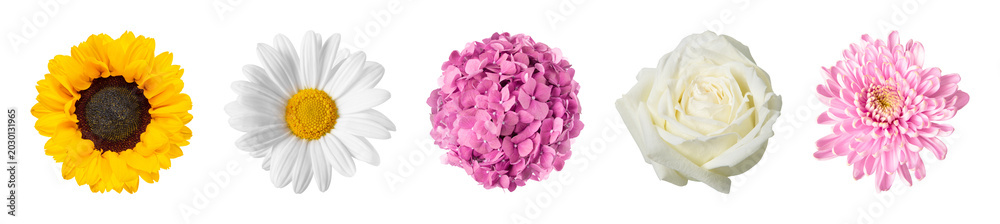 Fototapeta premium PNG Vibrant floral diversity in bloom on transparent background