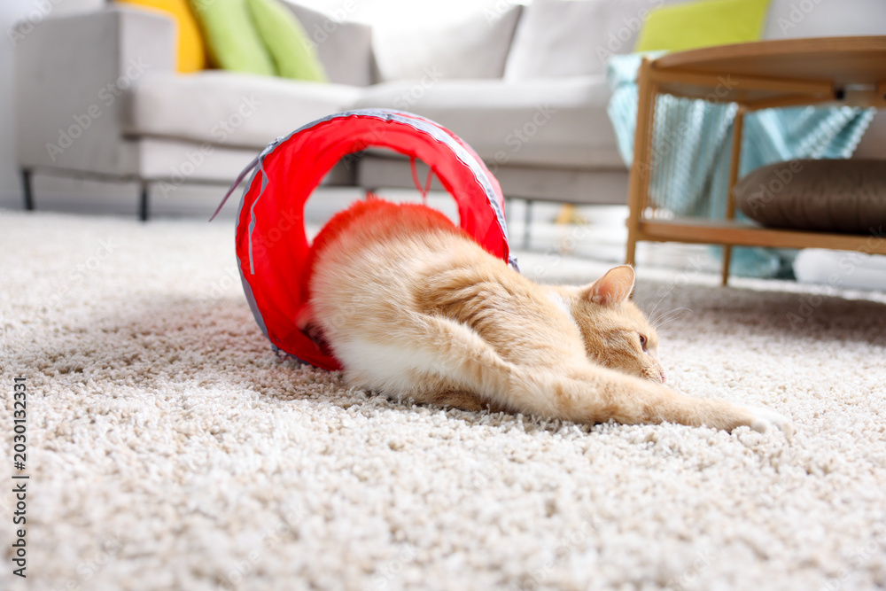 Fototapeta premium Cute cat in toy tunnel on carpet at home
