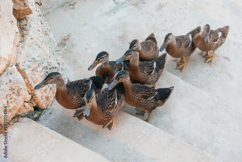 Schilderij op canvas Group of mallard ducks walking down concrete steps