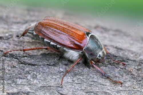 Quadro su tela Common Cockchafer on Tree Bark