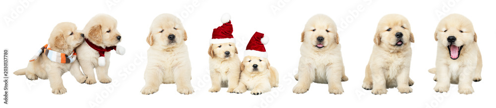 Obraz premium PNG Adorable puppies wearing festive hats on transparent background