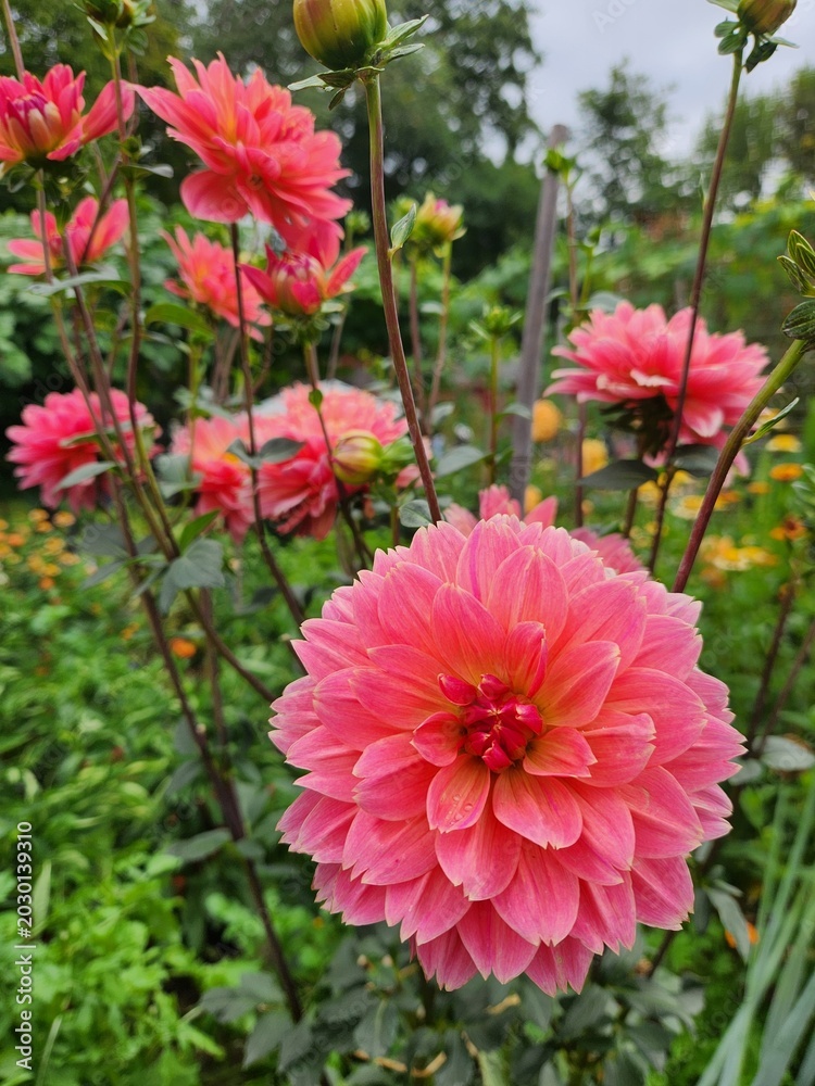 Obraz premium Dahlias coral and pink in garden