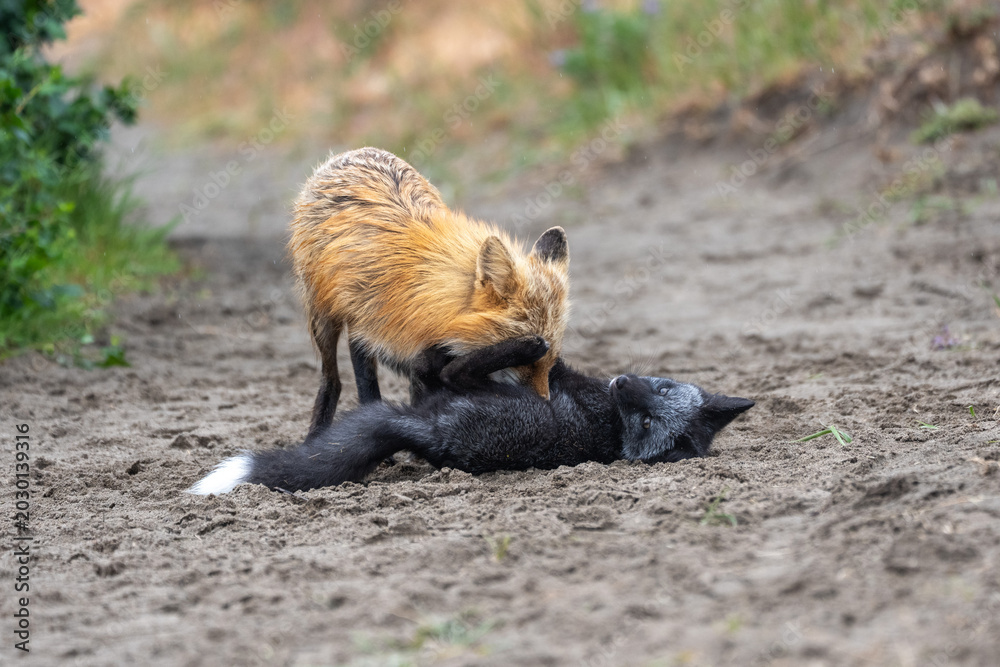 Fototapeta premium A wild red fox vixen gives her silver red fox kit a bath