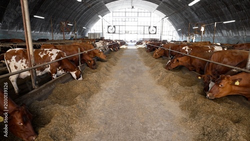 Video shows rows of brown and white cows eating hay from troughs in a large, modern barn. The camera moves steadily down the central aisle, offering a view of the livestock farming operation