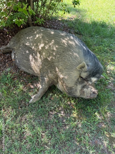 pig in the grass