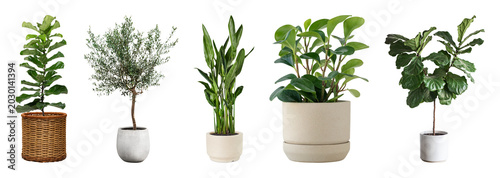 Tableau sur toile PNG Diverse indoor potted plant collection on transparent background