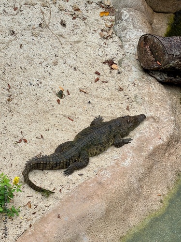 Foto Estuarine Crocodile in Singapore Rainforest Wild Asia