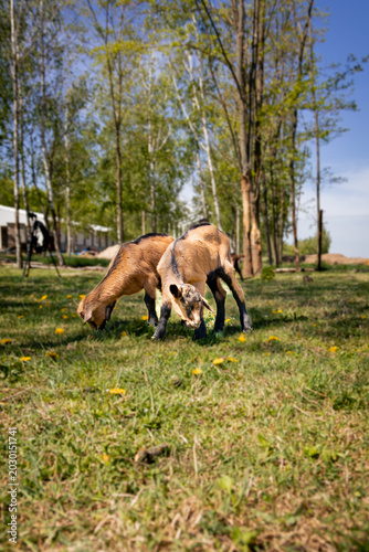 Fotografija Two playful goats frolic in a sunlit meadow, surrounded by vibrant greenery and blue skies