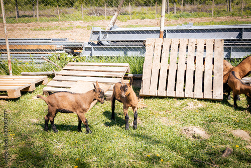 Foto Two playful brown goats frolic in a sunny pasture, surrounded by wooden pallets and lush green grass