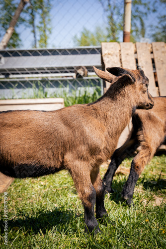 Young goat standing proudly in a grassy area, showcasing its playful and curious spirit.