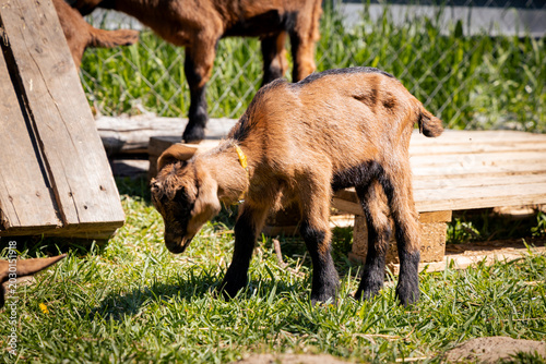 A playful brown goat kid grazes on lush green grass under the warm sunlight.