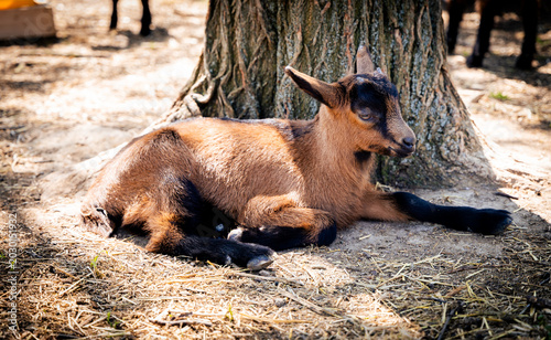 A young brown goat resting beside a tree, showcasing its playful demeanor and soft fur.