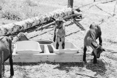 Adorable young goats playfully interacting at a farm, showcasing their curious nature and playful spirit.