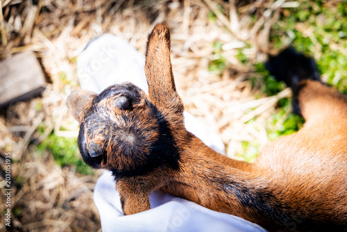 A playful baby goat propped up on a person's lap, basking in sunlight, with its ears perked up and curious expression.