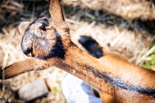 A close-up view of a young goat, highlighting its distinctive brown and black markings against a sunlit, straw-covered ground.