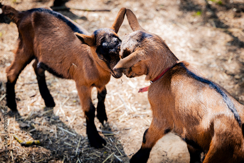 Two playful brown goats engage in a friendly headbutt in a sunny barnyard setting.