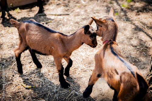 Two playful goat kids nuzzle each other in a sunny farm setting, showcasing their curious and friendly nature.