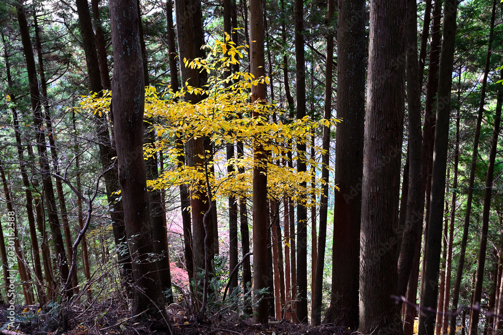 Fototapeta premium 丹沢の仏果山 紅葉の森 クロモジの黄色 