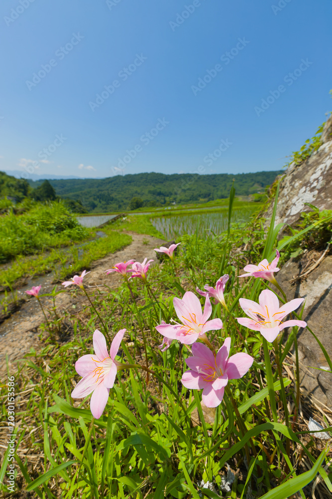 Fototapeta premium 水田と花（大分県別府市内成）
