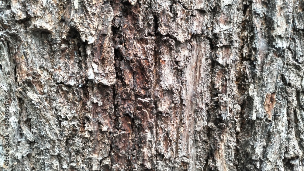 Fototapeta premium tree bark texture close up