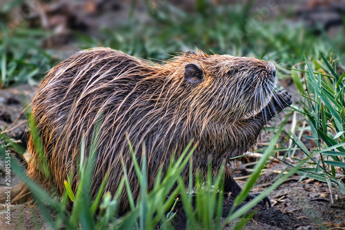 Obraz na plátně Coypu nutria in Saintes-Maries-de-la-Mer, Camargue, France