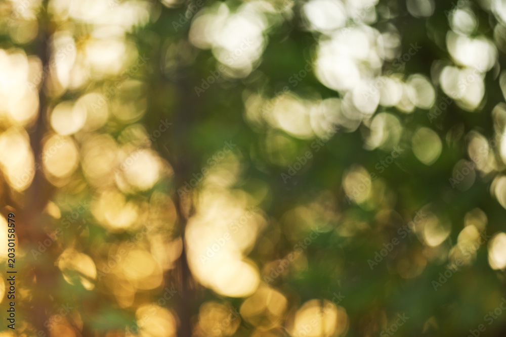 Naklejka premium Blurred view of sun shining through trees in forest. Bokeh effect