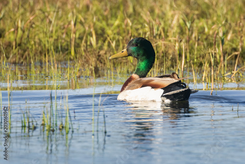 Photos Mallard drake (Anas platyrhynchos) swimming among emergent reeds at McCoy Flat Reservoir, Lassen County, California