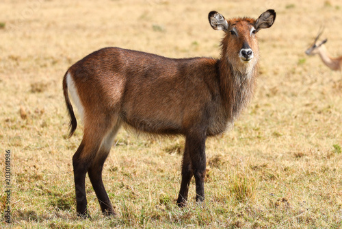 Bild auf Leinwand Waterbuck