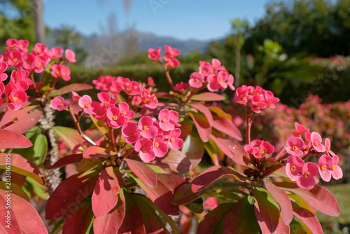 Foto Christusdorn (Euphorbia milii)