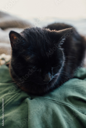 black cat loafing on laundry, green shorts