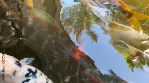 Colorful Koi Fish Swimming in Clear Garden Pond with Water Reflection