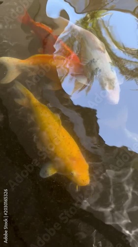 Colorful Koi Fish Swimming in Clear Garden Pond with Water Reflection