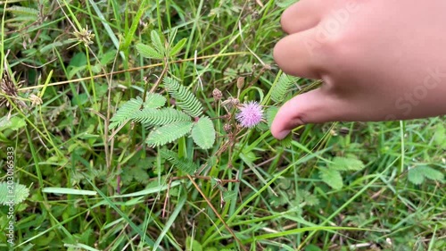 Sensitive Plant Flower Blooming in Green Grass Meadow Close Up