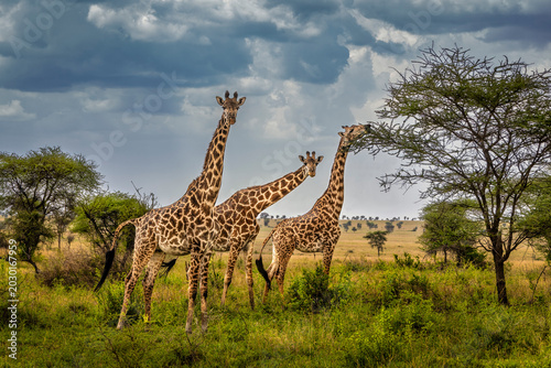 Photography Masai giraffes in Serengeti, Tanzania