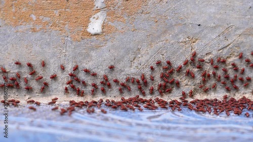 4K macro video of red Bark Lice Nymphs cluster swarming on a house concrete wall. Dense colony of Psocoptera bugs grouping together.